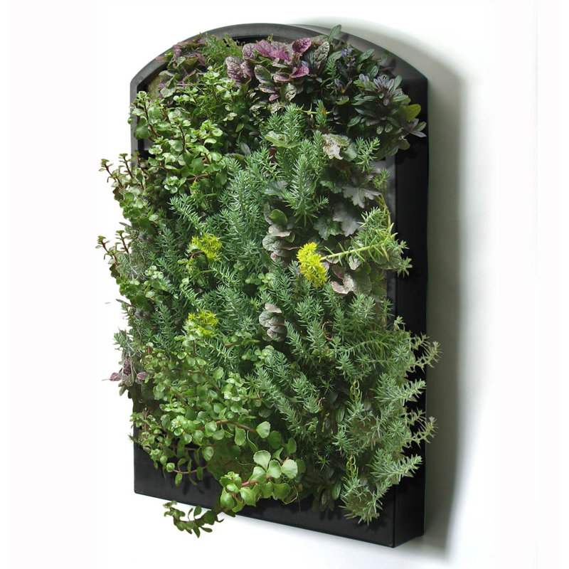 Algreen Living Plastic Wall Planter Wayfair